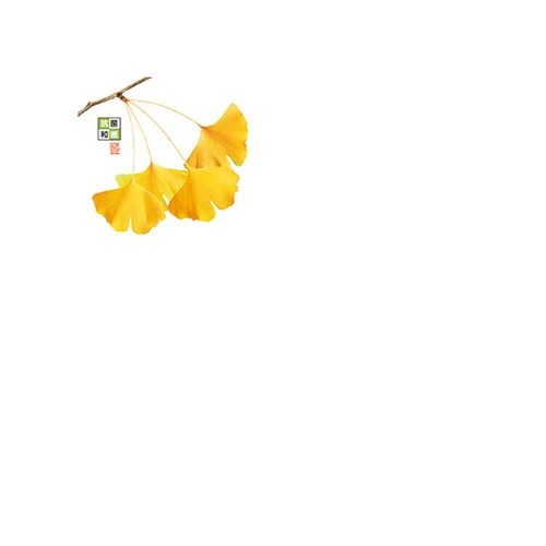 4寸 抗菌この葉敷紙 いちょう (100