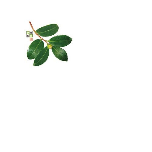 4寸 抗菌この葉敷紙 つばき (100枚