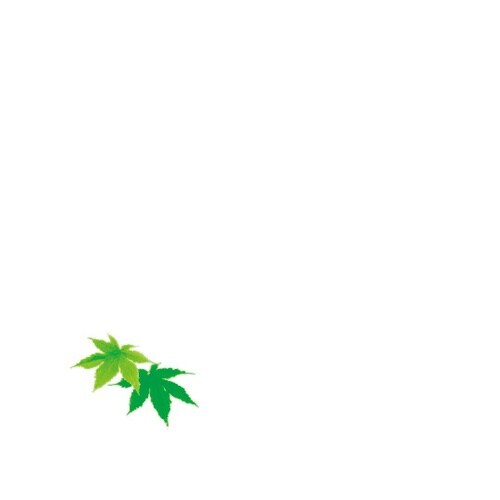 花舞 ミニ耐油天紙 青もみじ(4月ー8月