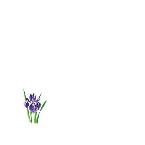 花舞 ミニ耐油天紙 菖蒲(4月ー5月)(