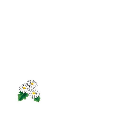 花舞 ミニ耐油天紙 菊(9月ー11月)(