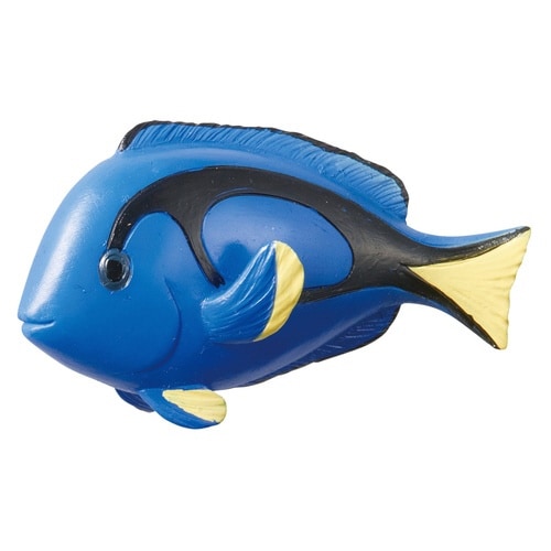 キーハンガー ナンヨウハギ ナンヨウハギ