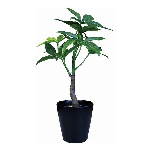 フェイクグリーン ブラックポットTS パキラ