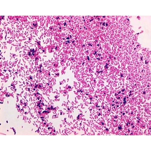 1.09217.0500 グラム・サフラ