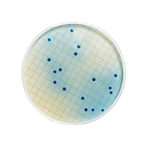 m−FC液体培地 アンプル2mL 糞便性