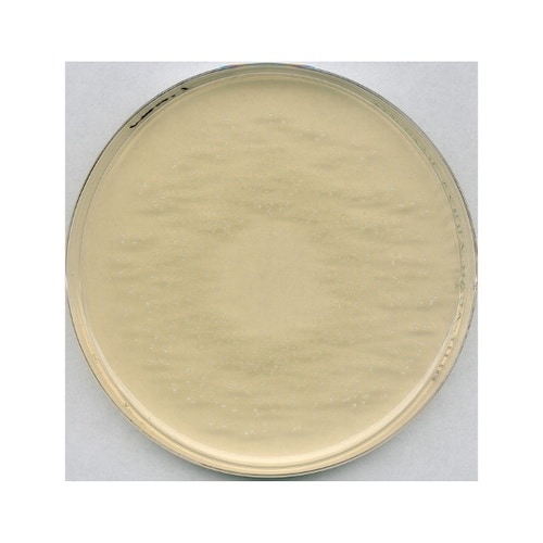 1.05413.0500 ロゴサ寒天培地