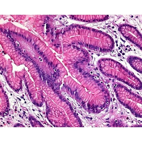 1.04302.0025 ヘマトキシリン