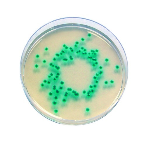 1.00873.0100 クロモカルト