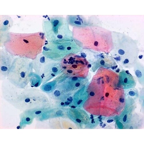 1.19253.0001 スペクトロクァ