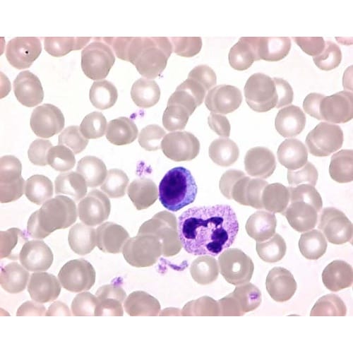 1.09203.0025 ギムザアズール