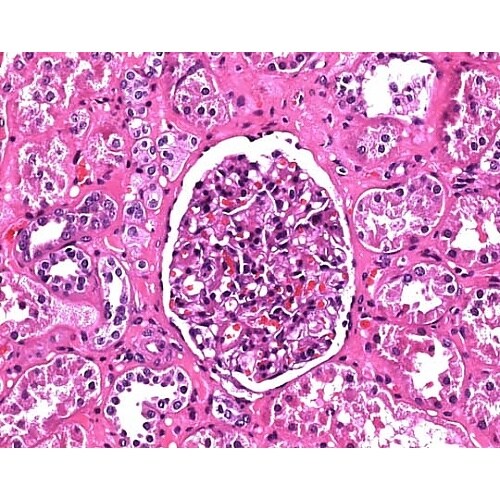 1.05174.2500 ギルヘマトキシ