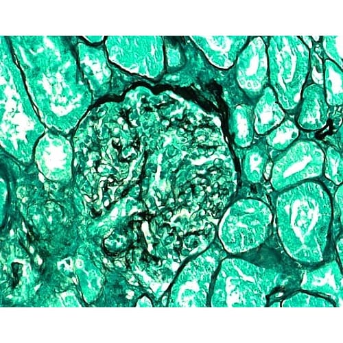 1.00820.0001 PAM染色キッ