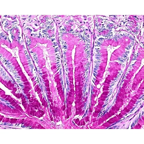 1.00869.0500 エンテランニュ