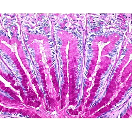 1.00408.0001 ISOSLID