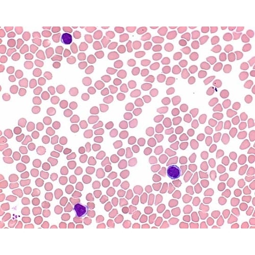 1.01352.0100 メイ−グリュン