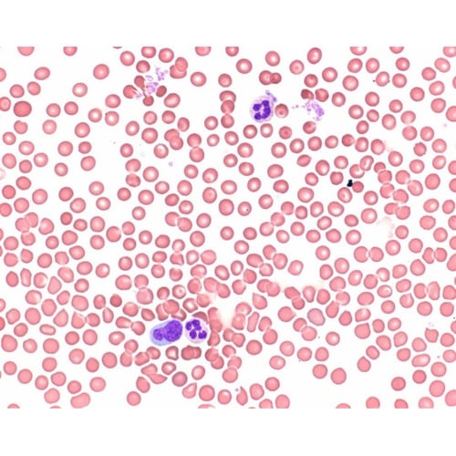 1.01383.0503 ライト染色液