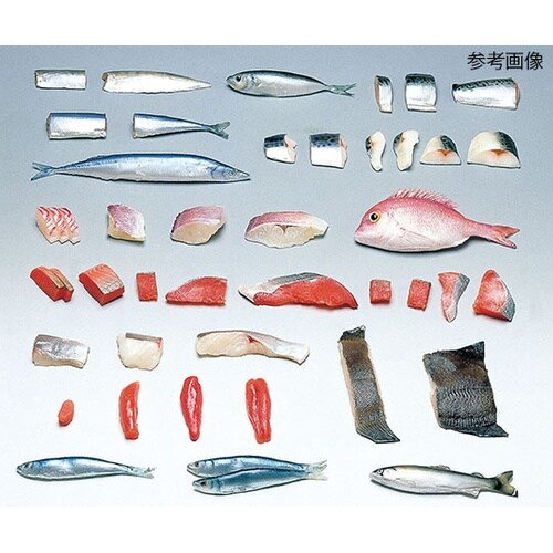 4−19 フードモデル たい(天然)