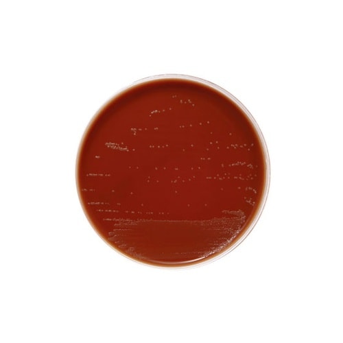 251169チョコレートII寒天培地20枚