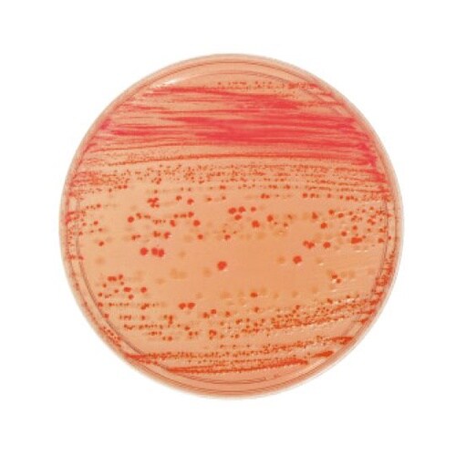 251172マッコンキーII寒天培地20枚