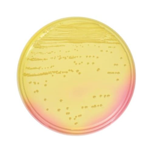 251173マンニット食塩寒天培地20枚