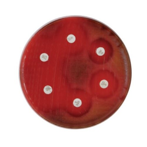 251801 ヒツジ血液寒天培地 24枚