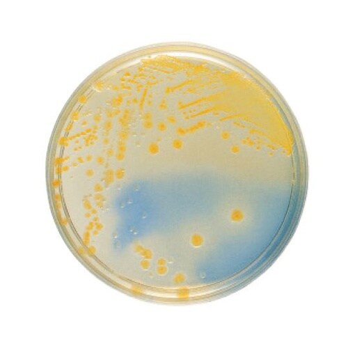 251953 CLED寒天培地 20枚