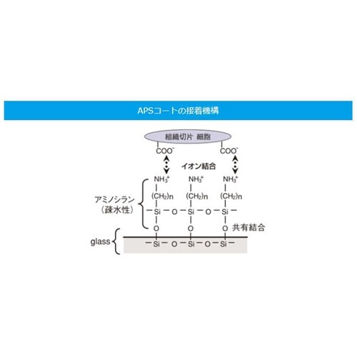 スライドグラス 水切放フロストAPS 0