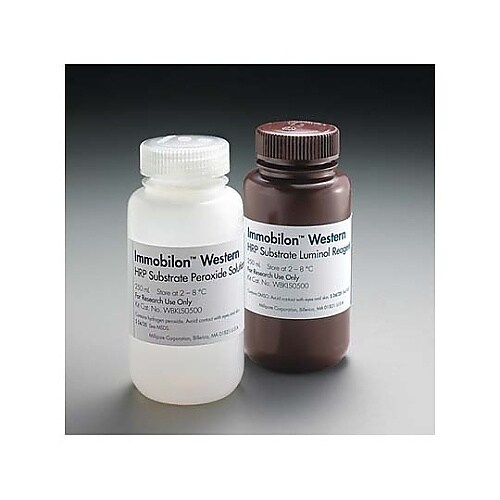 Immobilon Western Ch