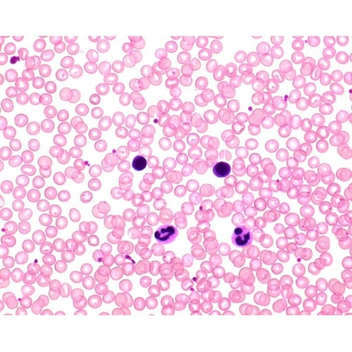 1.11956.2500 ヘマカラー