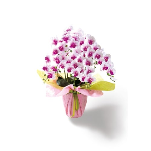 胡蝶蘭 9輪 7本立 白+ピンク