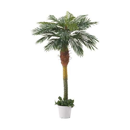 61−428−25−1 パームツリー