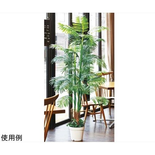 61−428−28−1 アレカヤシ