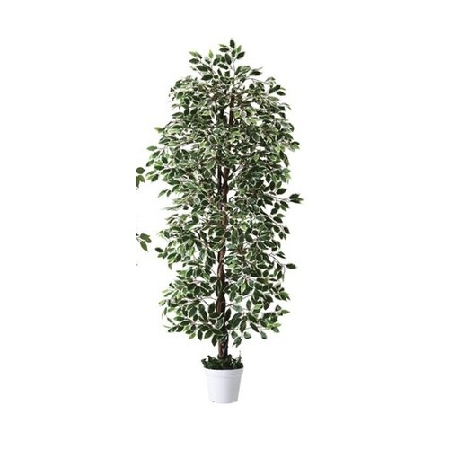 61−754−95−2 立ち木