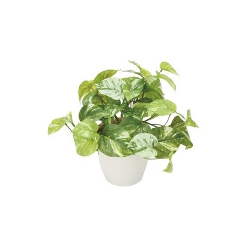 光触媒フェイクグリーン マーブルポトス