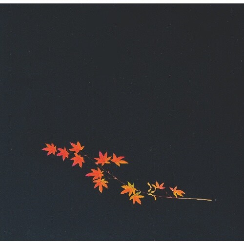 TKG アーテック OPクリア四季 赤もみじ(20