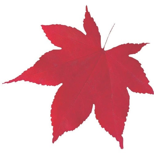 TKG ヤマコー 型抜きクリアシート(200枚入)