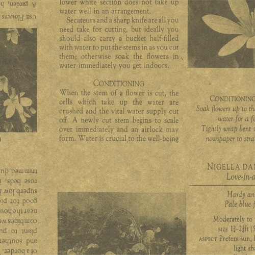 ササガワ 包装紙 包装紙 カーディアングレー茶 半