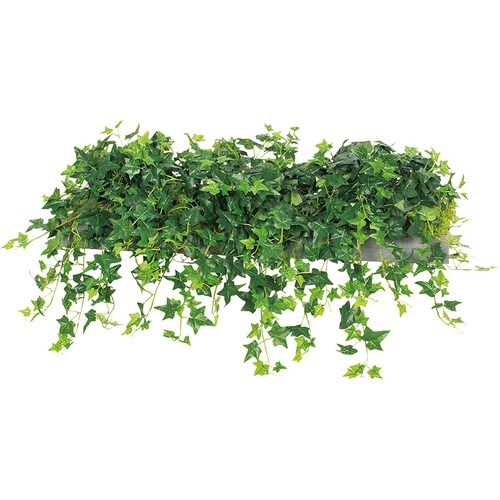 NAIKI ワイドグリーン(シダレ) MCF型 モ