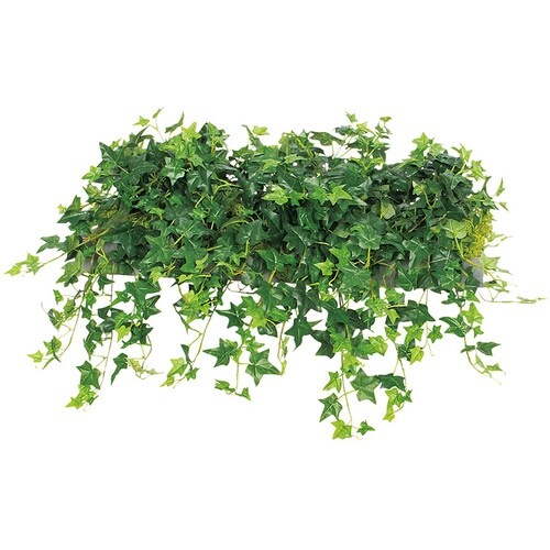 NAIKI ワイドグリーン(シダレ)