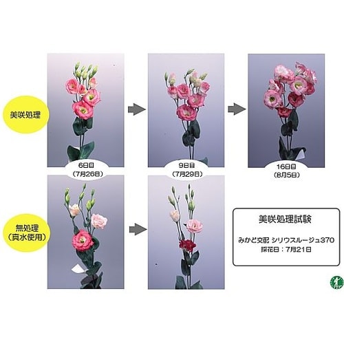 切り花長持ち液 美咲プロ 生花店用 10