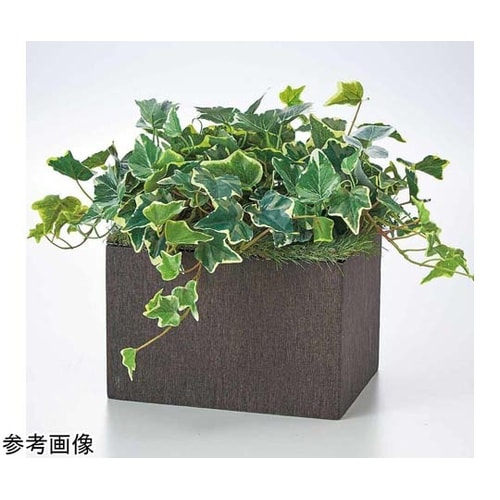 フェイクグリーン ボックス型 オランダア