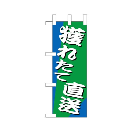 ミニのぼり9537獲れたて直送×3