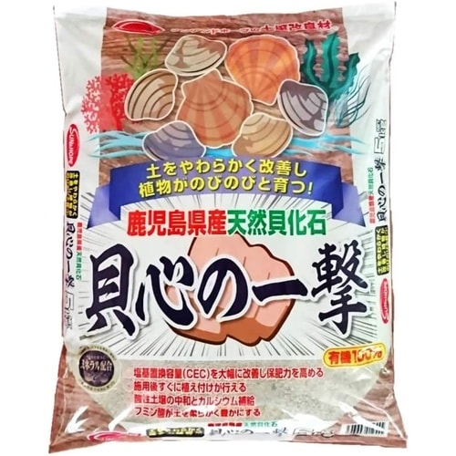 天然貝化石 貝心の一撃 5kg
