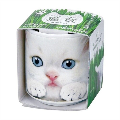 おちょこで猫草 白