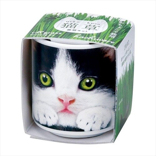 おちょこで猫草 黒