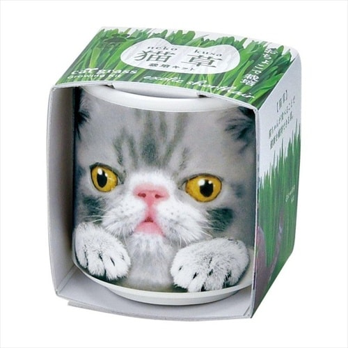 おちょこで猫草 グレー