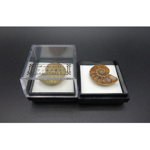 アンモナイト半切(マダガスカル)12個入