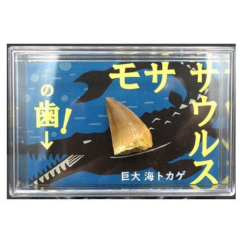 モササウルスの歯 1個入