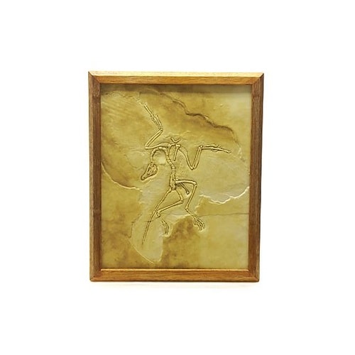 始祖鳥化石模型 M031