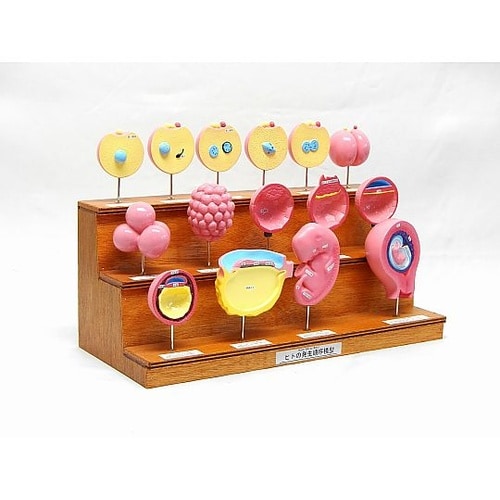 人の発生順序模型 15段階 M004